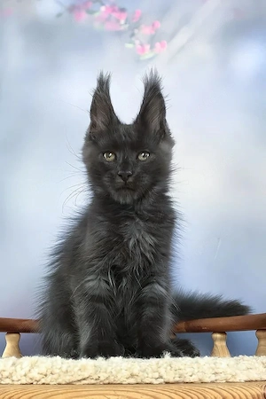 Wunderschöner Maine-Coon-Kater, 3 Monate, geimpft & entwurmt