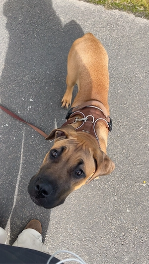 Wunderschöner Cane Corso mix 