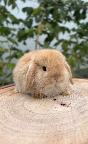 Minilop Zwergkaninchen Zwergwidder Hase