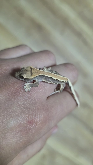 100% het axanthic Lilly white cronengecko 0.0.1