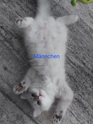 7 BKH Edelmix Kitten - abgabebereit