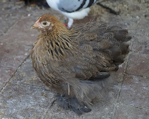 Hühner  -  Zwerg Cochin Hennen