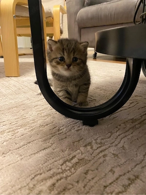 Britisch Kurzhaar Kitten Reinrassig 