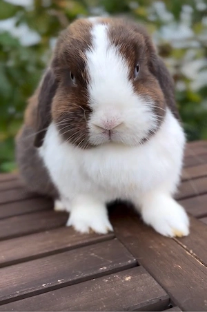 Minilop Zwergkaninchen Zwergwidder Hase Häsin