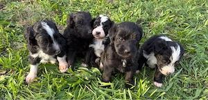 Aussiedoodle Welpen