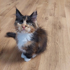 Maine Coon Kitten reinrassig dreifarbig Glückskatzen