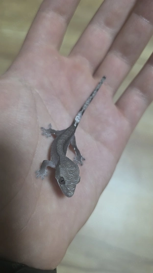 visual axanthic cronengecko 0.0.1