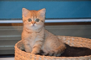 Süße BKH Golden und Blue Golden Shaded Babykatzen - entwurmt und geimpft 
