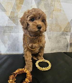 Maltipoo Welpen männlich-weiblich 