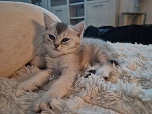 Wunderschöne BKH Kitten Bild 4
