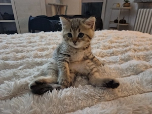 Wunderschöne BKH Kitten Bild 5