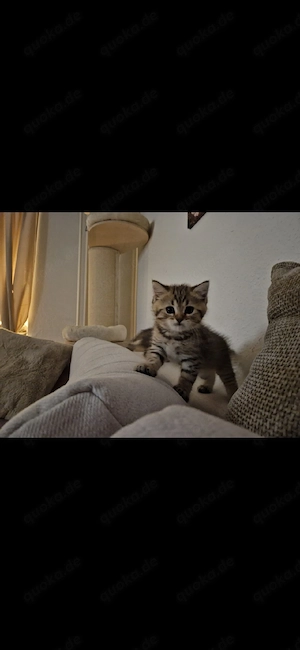 Wunderschöne BKH Kitten Bild 8