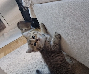 Wunderschöne BKH Kitten Bild 7
