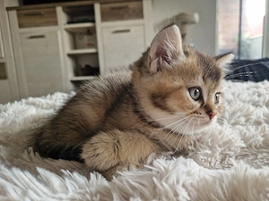 Wunderschöne BKH Kitten Bild 6