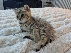 Wunderschöne BKH Kitten Bild 9