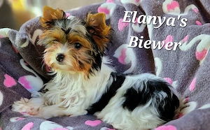 Zuckersüße kleine Biewer Yorkshire Terrier Hündin 