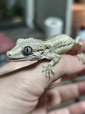 Höckerkopfgecko poss. 1.0 Rhacodactylus Auriculatus 