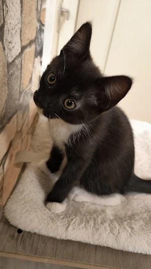 2 Katzenbabys zu verkaufen 
