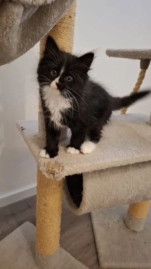 Oreo      