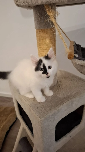 Fluffipuffy