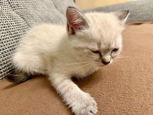 BKH-Mix Kitte