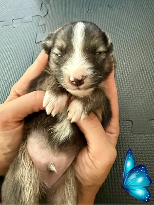 Australian Shepherd Welpen
