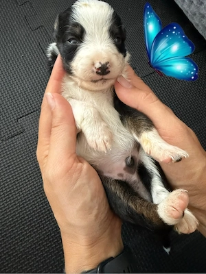Australian Shepherd Welpen