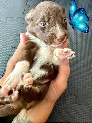 Australian Shepherd Welpen