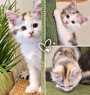 Maine Coon Kitten   Weiblich 