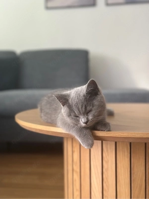 BKH-Kater sucht Zuhause