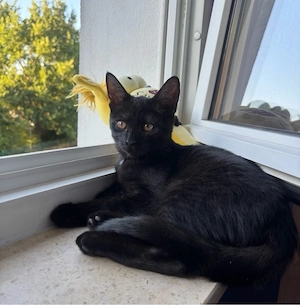schwarzes BKH Mix Kitten
