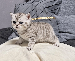 BKH Kitten 
