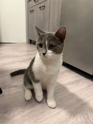 BKH Kitten zu verkaufen