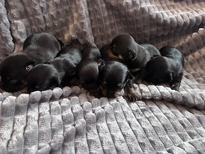 super süße Chihuahua Welpen