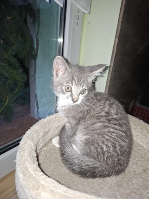 Katzenbaby, Katzen baby  Persermischling, Babykatzen, Kitten, Katzenbabys