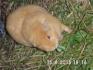 Zutrauliche Meerschweinchen unterschiedlichen Alters...
