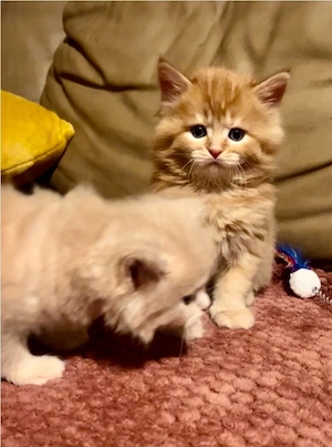 Maine Coon  katzenbabys