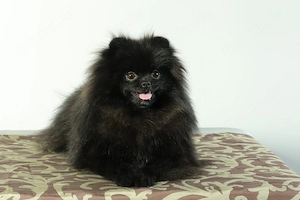 Kleine, freche Zwergspitz (Pomeranian) Hündin Winnie zu verkaufen