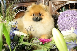 Süßer Pomeranian (Deutscher Zwergspitz) Welpe zu verkaufen