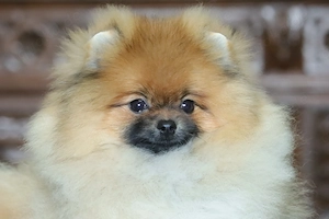 Süßer Pomeranian (Deutscher Zwergspitz) Welpe zu verkaufen