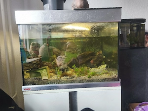 Eheim 120l Aquarium inkl: Unterschrank komplett Set mit Besatz
