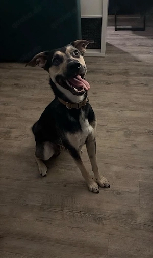 Malinois Dobermann Mix