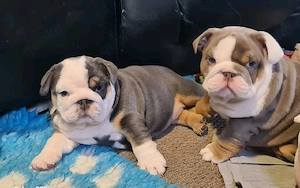 Süße Englische Bulldoggen-Welpen suchen ein neues Zuhause.