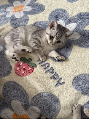 unsere wunderschöne Britisch-Kurzhaar-Kitten sucht ein liebevolles Zuhause.