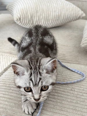 Zwei wunderschöne Britisch-Kurzhaar-Kitten suchen ein liebevolles Zuhause.