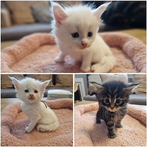 Maine Coon Kitten 