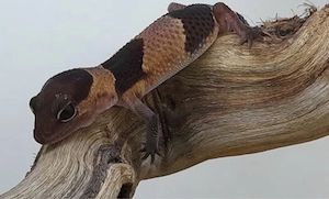 Afrikanischer Fettschwanzgecko