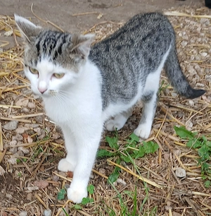 Katzen zu verschenken Katze