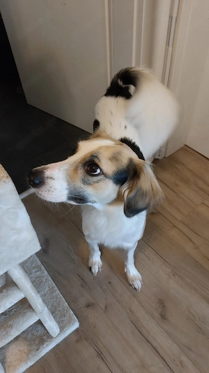 Snoopy   3 Jahre alter kastrierter Mischling sucht sein Zuhause   