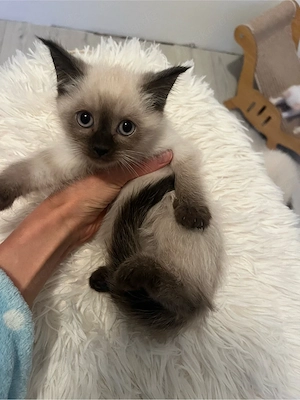 Neva Masquarade Sibirische Katze 